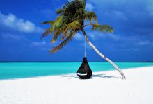 maldives palm tree hammock beach 3220702