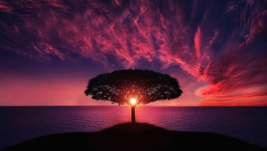 tree sunset clouds sky silhouette 736885