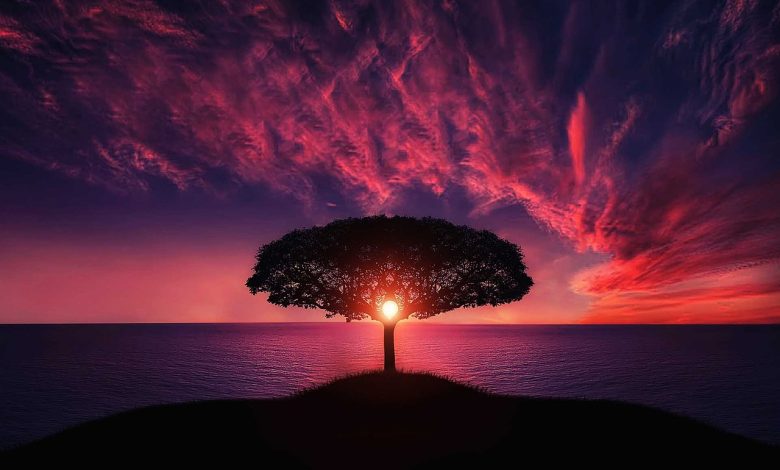 tree sunset clouds sky silhouette 736885
